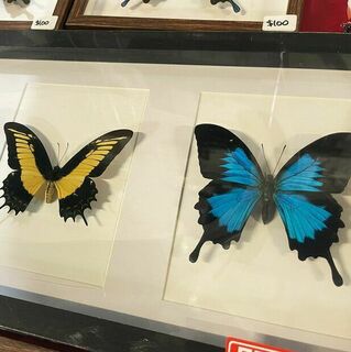 Preserved Insects