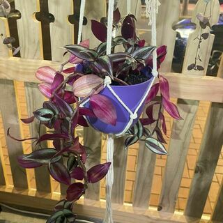 Hanging Plants