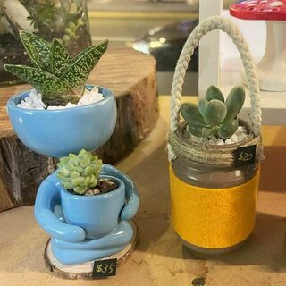 House Plants